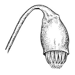 Bryum appressifolium, capsule, dry. Drawn from A.J. Fife 4972, CHR 104083, and G.O.K. Sainsbury 916, CHR 490272. 
 Image: R.C. Wagstaff © Landcare Research 2015 